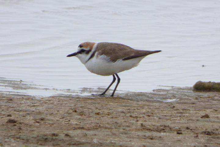 A plover on a sandy beach