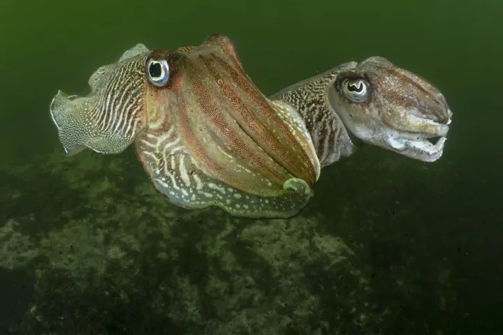 Cuttlefish in the Eastern Scheldt. Photo: Marion Haarsma