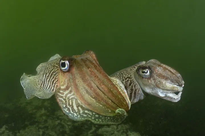 Cuttlefish in the Eastern Scheldt. Photo: Marion Haarsma