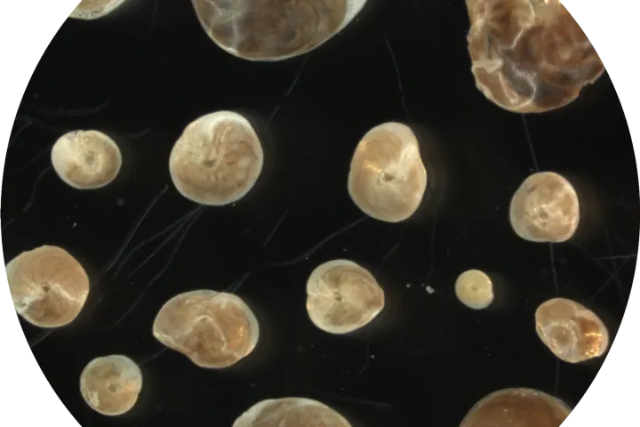 Forams