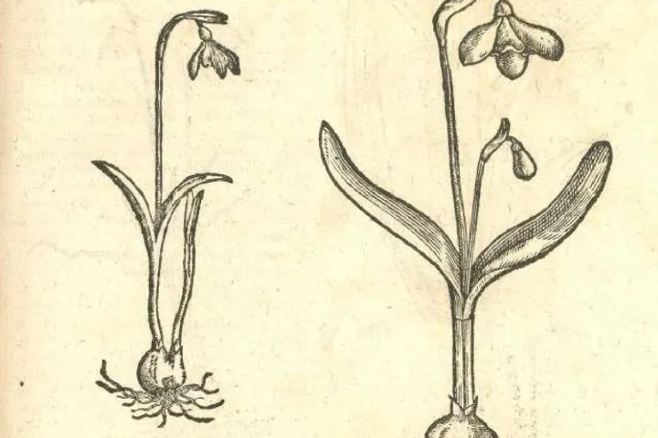 Snowdrops depicted in Carolus Clusius’ Rariorum Plantarum Historia (1601)