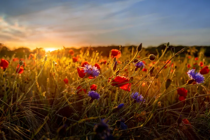 Bloemen en planten