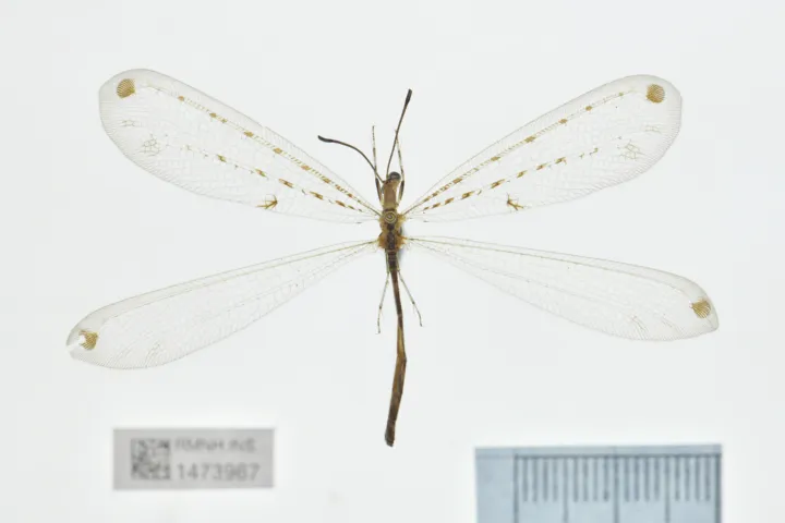 Foto van één van de Naturalis mierenleeuwen