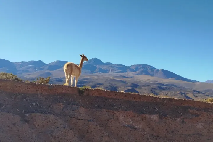 El Tatio, Chile, alpaca on a geological outcrop
