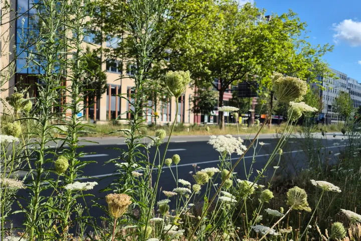 Stadsnatuur