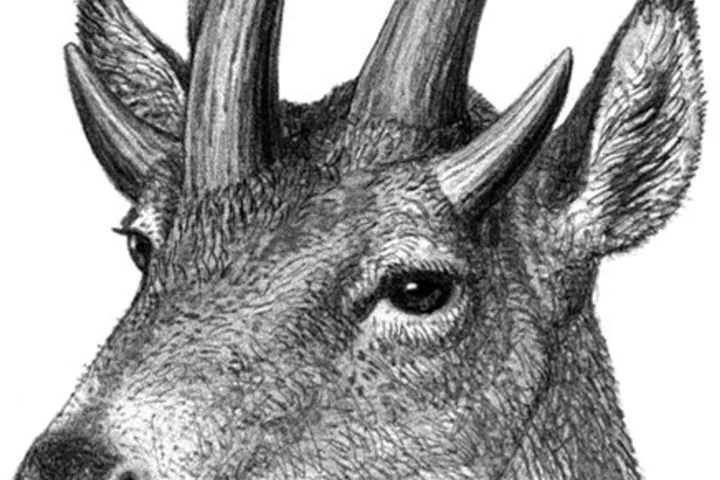 A drawing of an extinct ruminant with five horns.