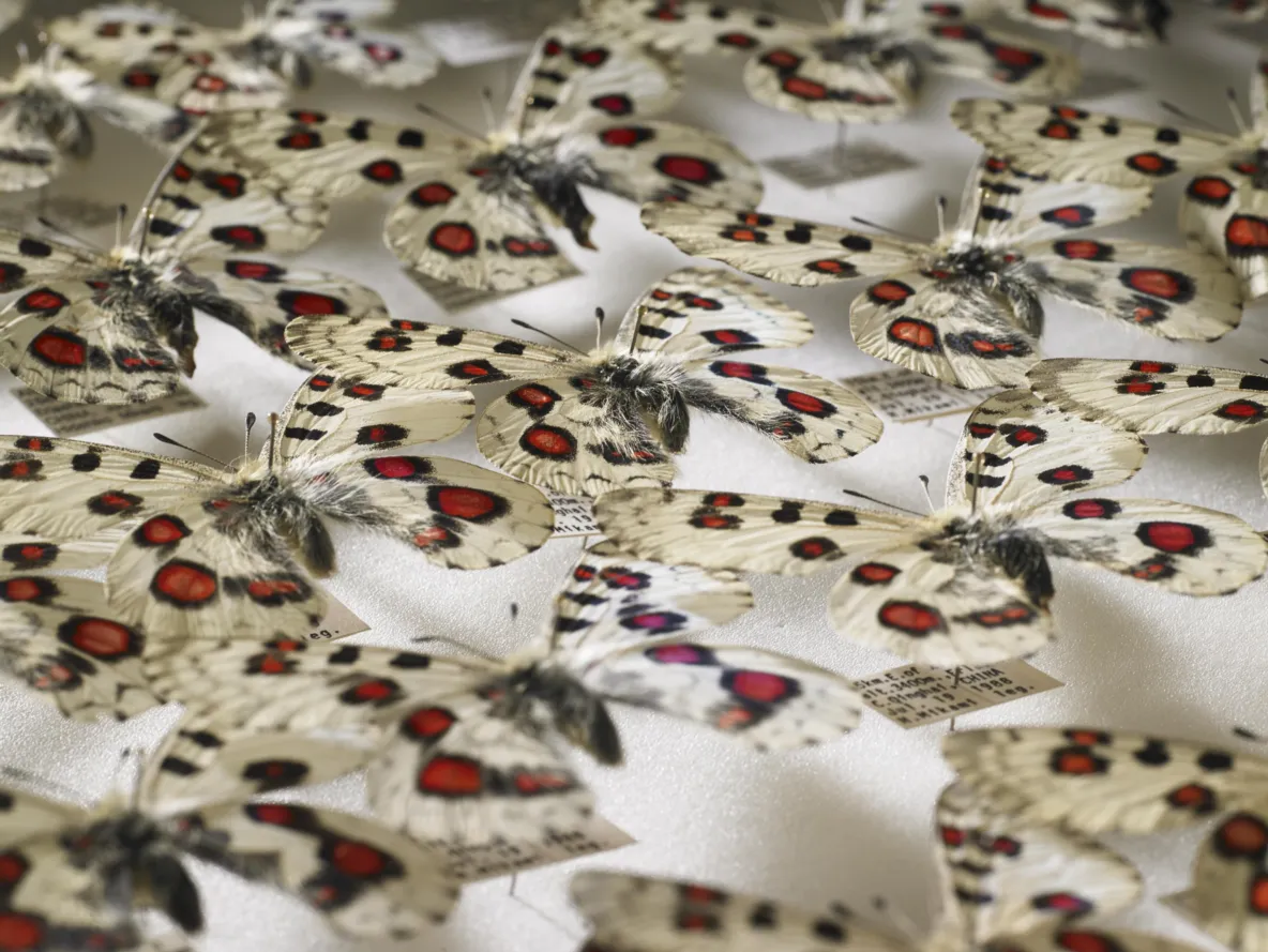 Collections of Naturalis