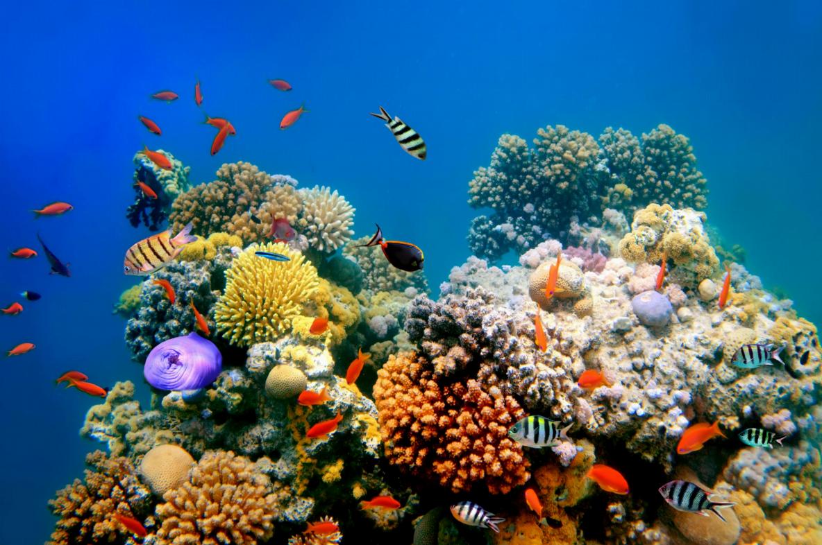 Biodiversiteit onder water
