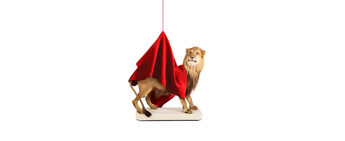 Cape lion