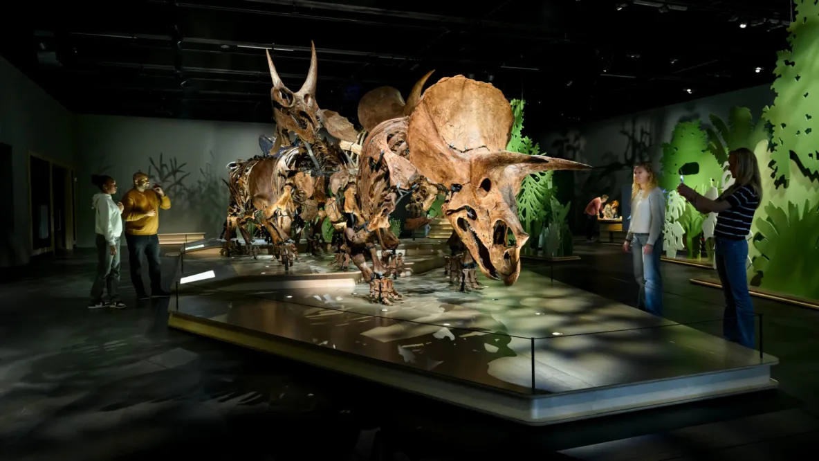 Triceratops: de kudde