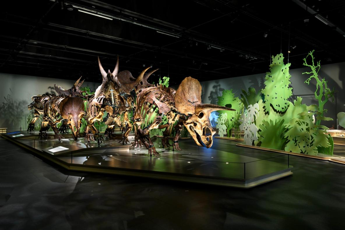 Triceratops herd at Naturalis