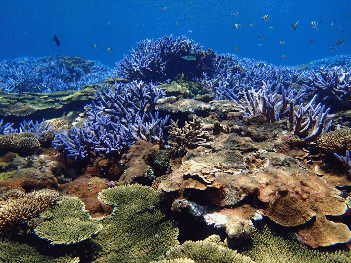 Biodiversiteit onder water