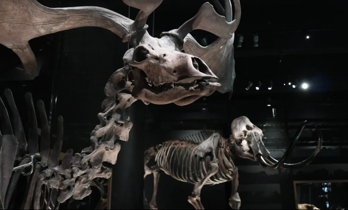 Collectie in museumzaal De ijstijd