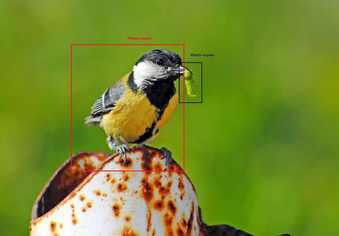Species recognition