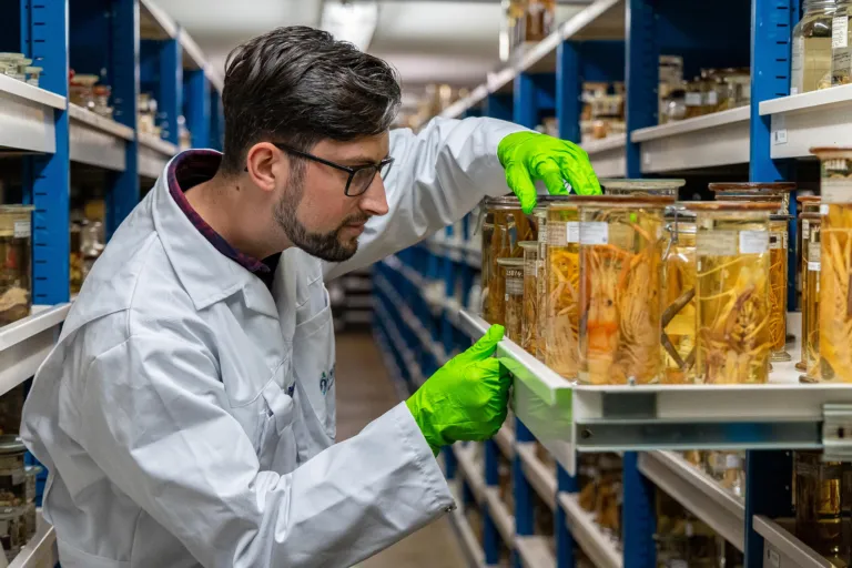 In the Crustacean collections