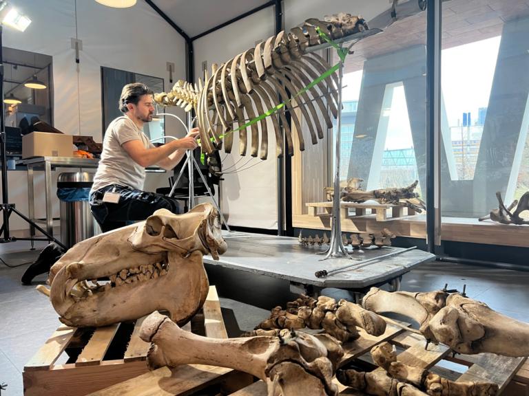 Restauratie van een nijlpaardskelet
