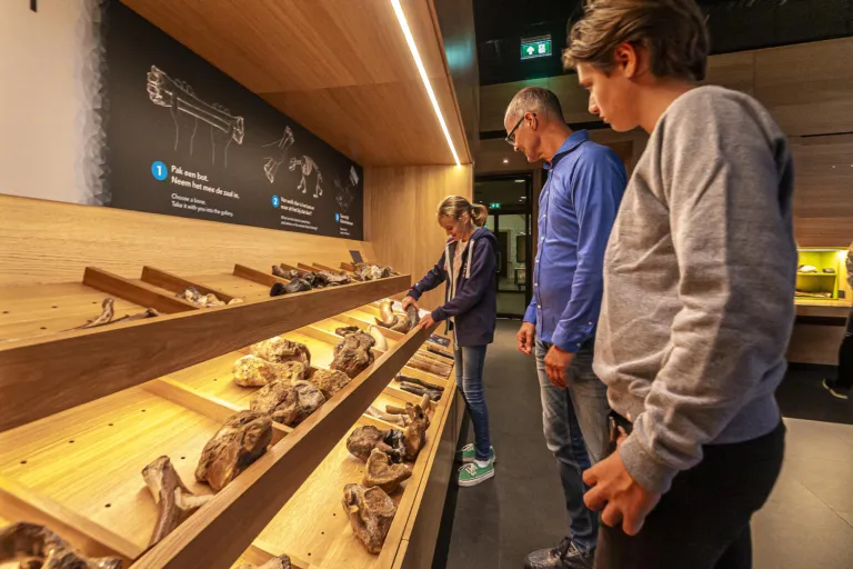 Curiosity cabinets