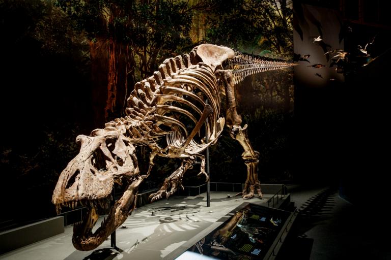 T. rex Trix van Naturalis door fotograaf Mike Bink