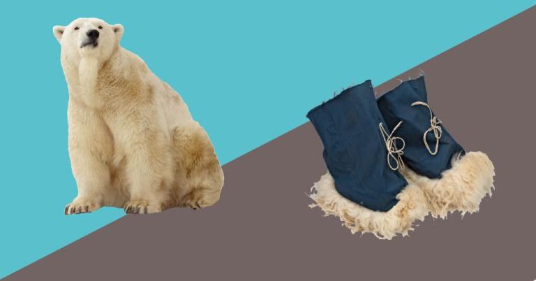 aankondiging vierde editie Werelddieren