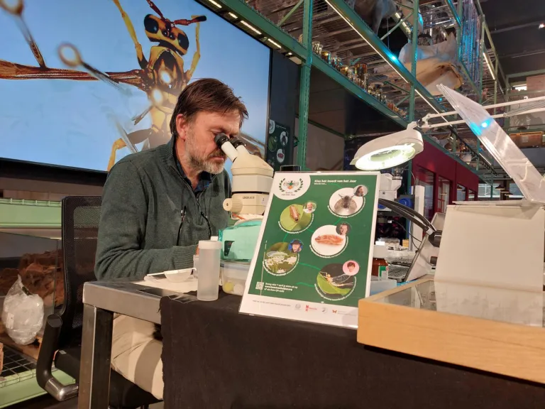 Onderzoeker Jan Wieringa bekijkt een wesp in LiveScience