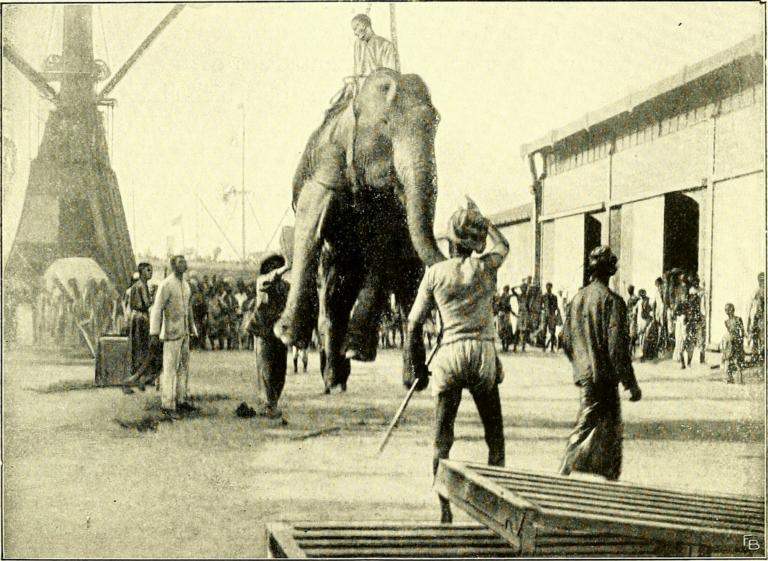 1912: in de haven van Calcutta wordt een olifant opgetakeld voor de reis naar Europa