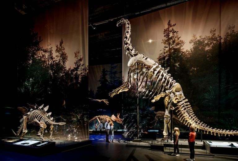 Picture of the dinosaurs in the museum 
