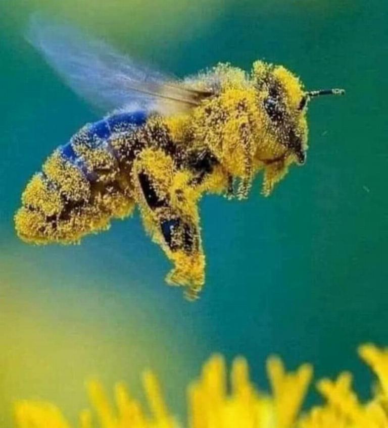 Pollinator (bee)