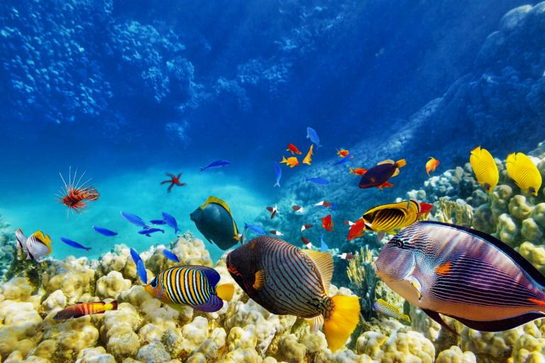 Oceaan met kleurrijke vissen