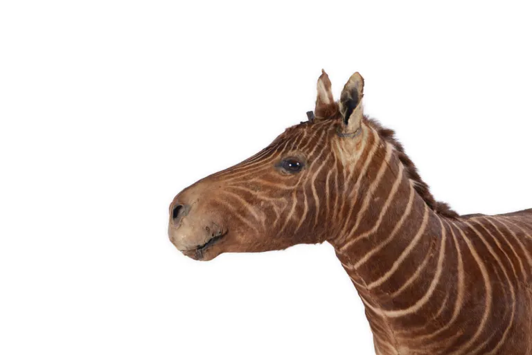 Kop van een quagga