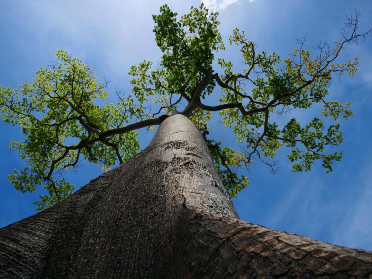 Kapokboom in Paramaribo - Bart van Dijn