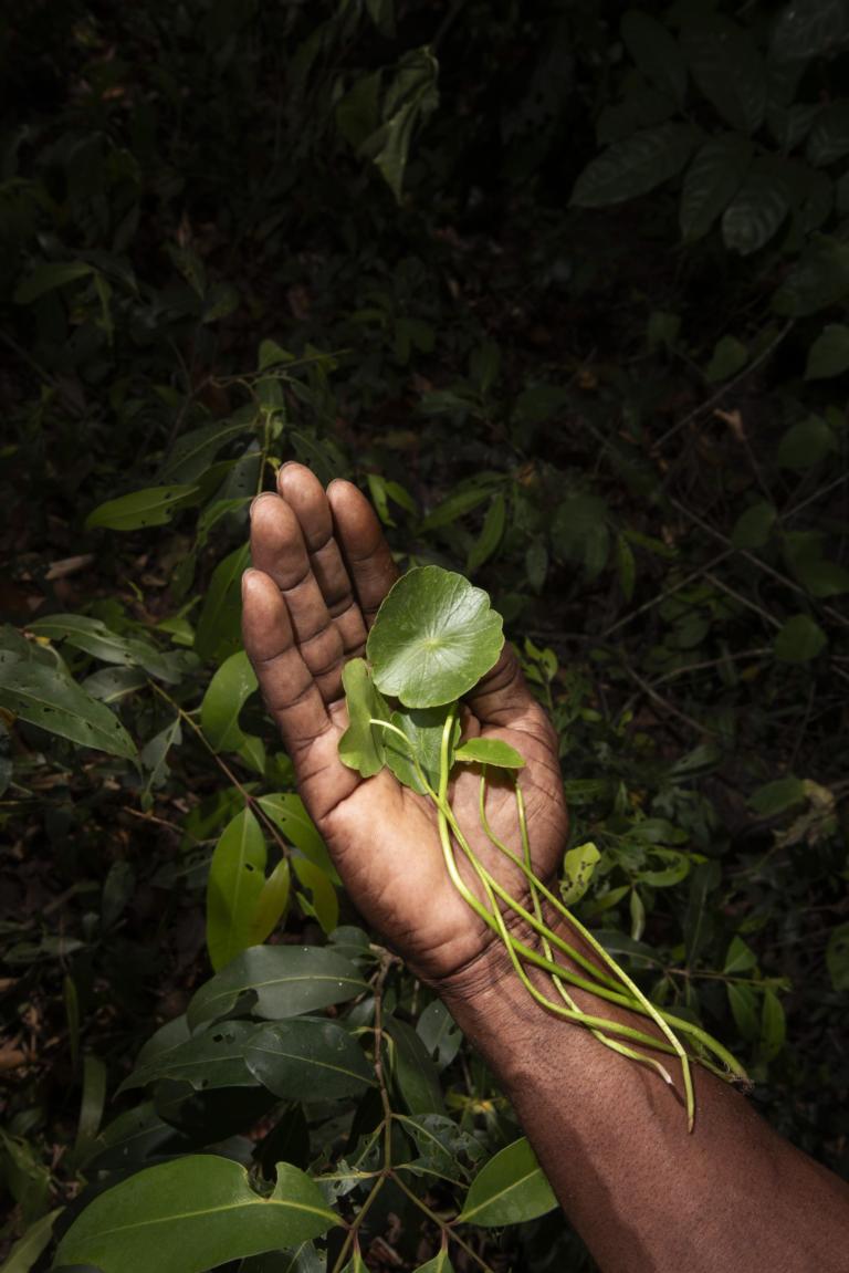 Fourteen Leaves and a Cup of Water