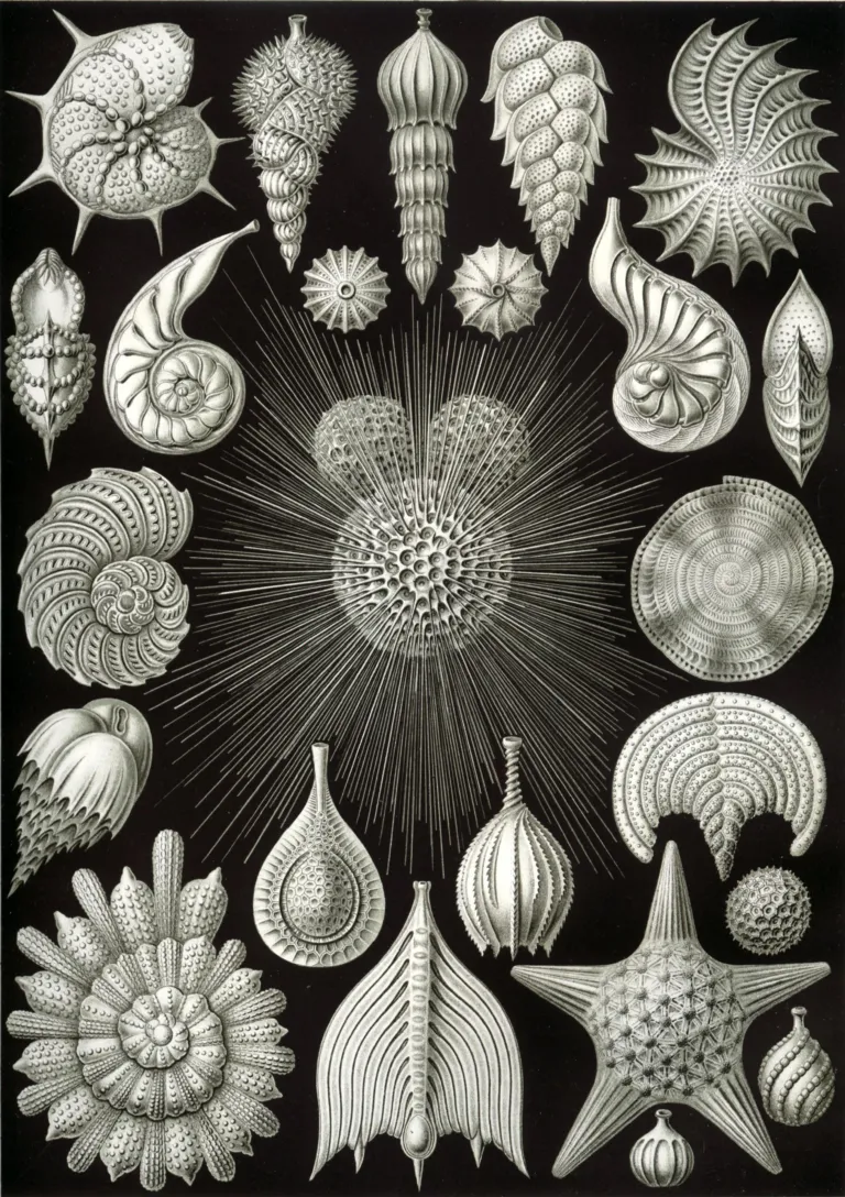 Tekening van forams door de grote Ernst Häckel