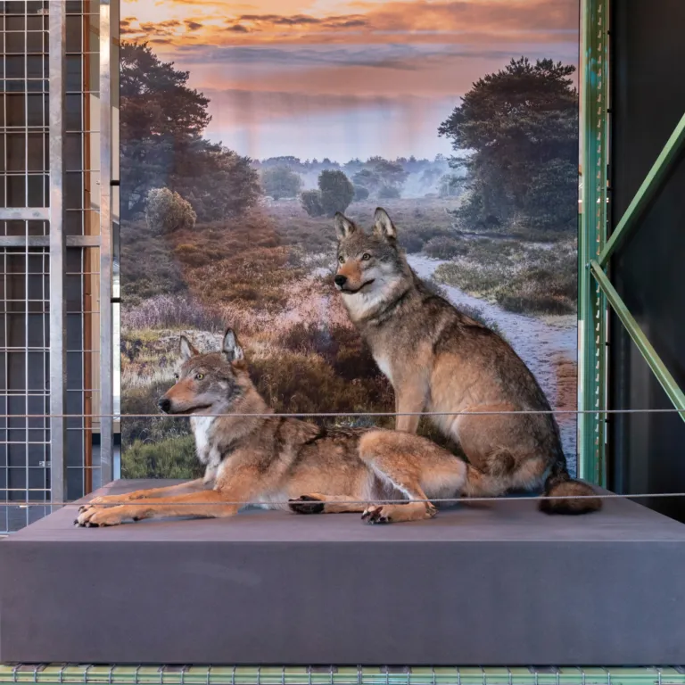 Wolven LiveScience