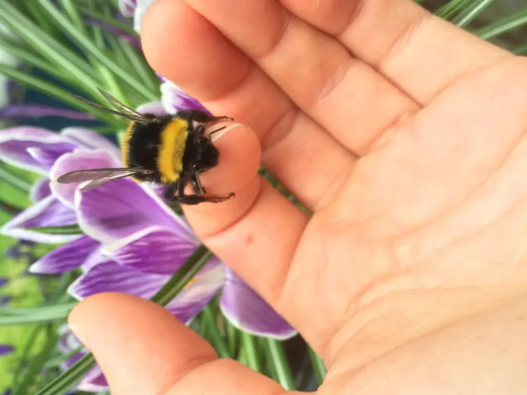 Bumblebee on hand