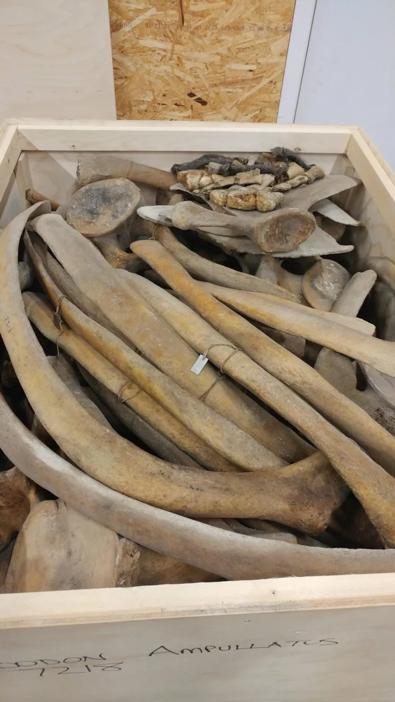 Dusty ribs in a box