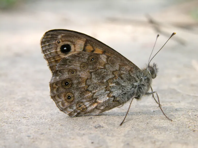 vlinder