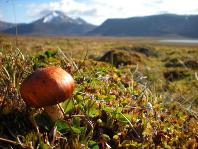 Arctic Fungi
