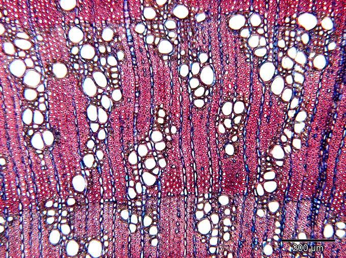 Microscopic Wood