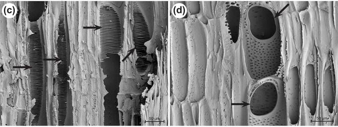 Microscopic image of Vessel Plates