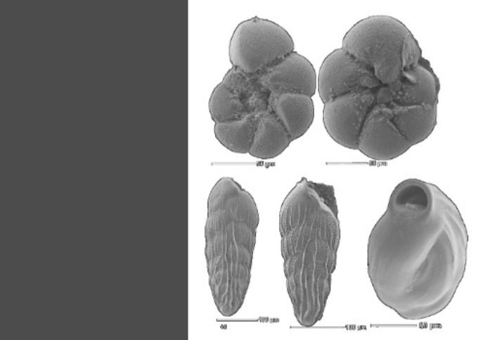Exploring the of North Foraminifera | Naturalis