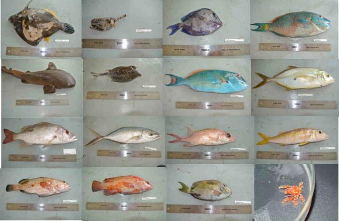 Different fish species