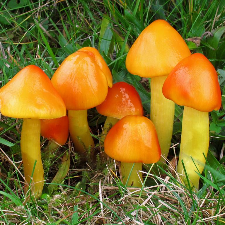 Orange and yellow group of mushroom 