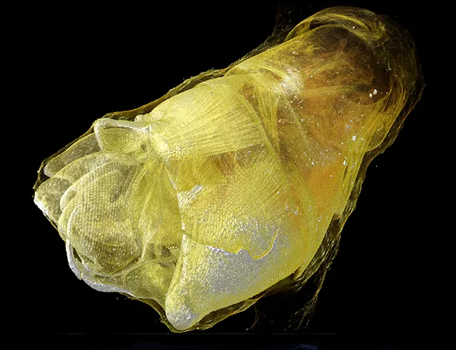 Coiled genitals of a mosquito