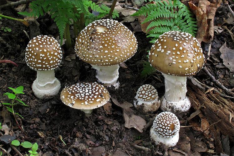 Dutch mushrooms