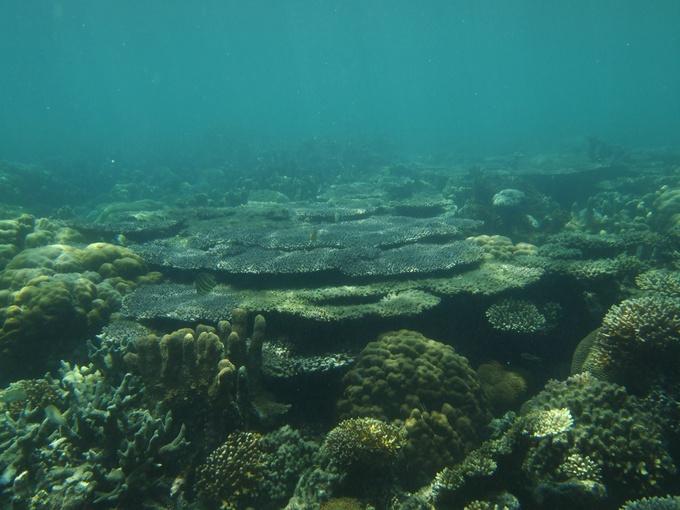 Ecology Indo-Pacific reefs
