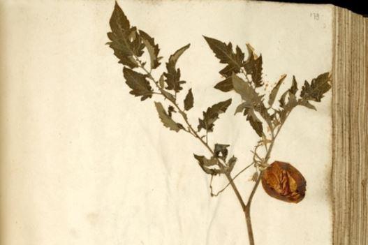 En Tibi herbarium of tomato