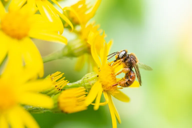 Pollination by bee