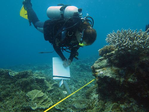 Sponge survey at the Spermonde archipelago, SW Sulawesi, Indonesia.