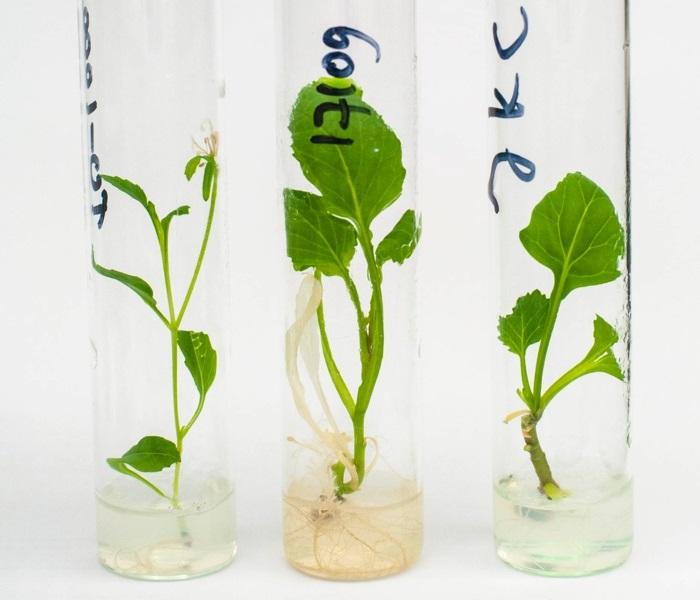 QTL experiment in Brassica oleracea