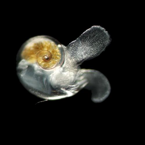 Photograph of the pteropod Heliconoides inflatus
